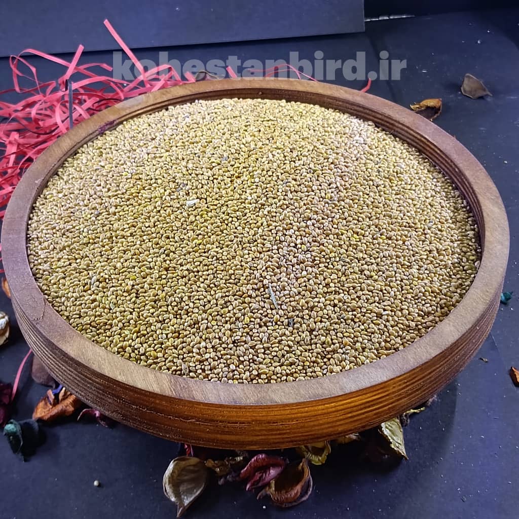 ارزن ایرانی